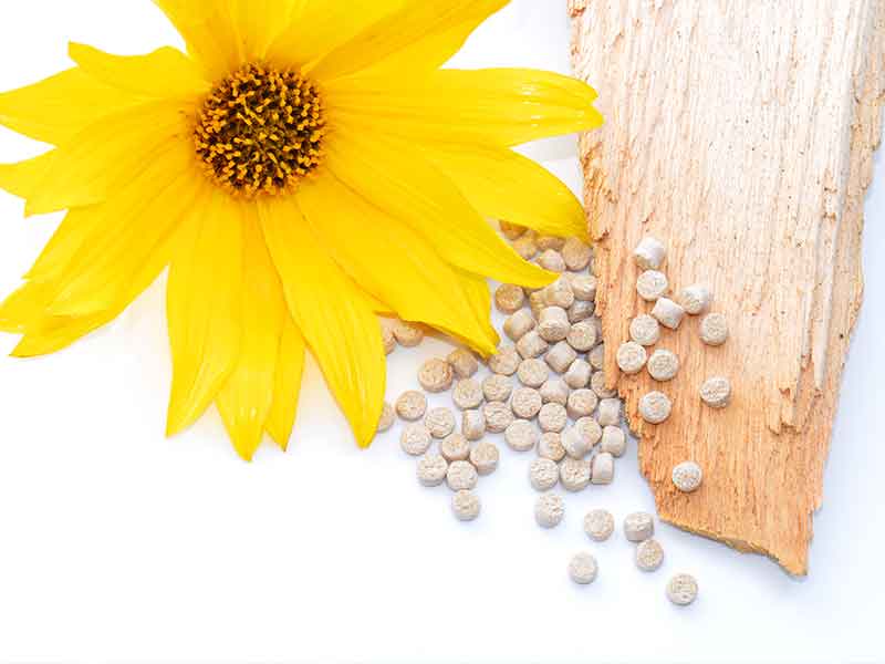 Granules for bioplastics, presented decoratively with an sunflower / Compounding systems